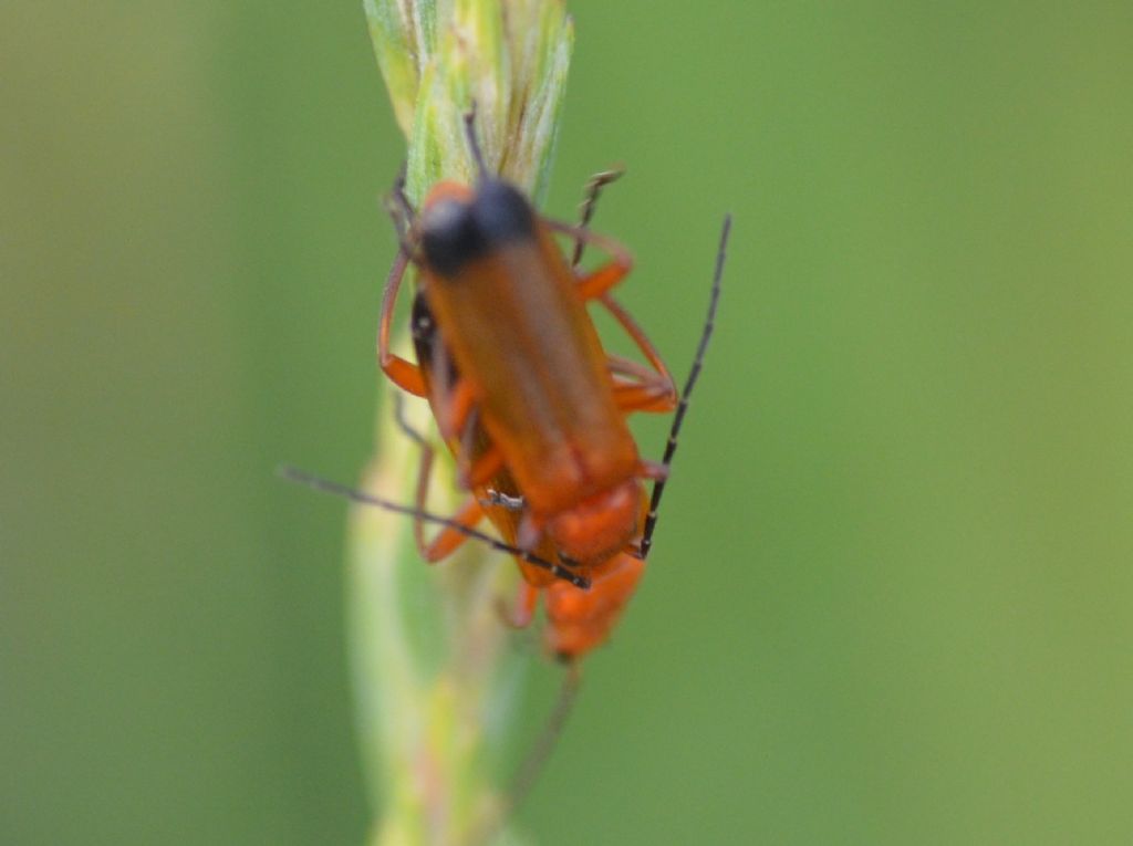 Cantharidae: Rhagonycha fulva